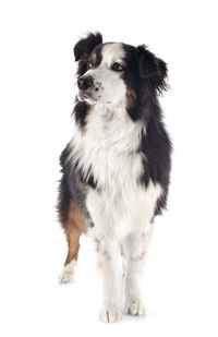 Dog looking away while sitting on white background
