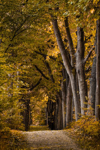 Trees in forest during autumn