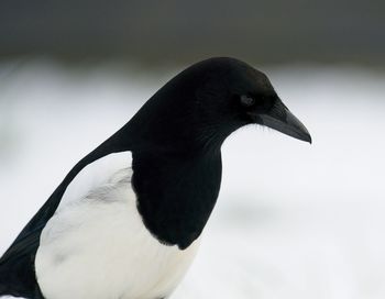 Close-up of a magpie bird in snow