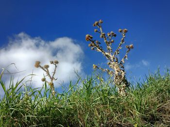 Low angle view of plants against blue sky