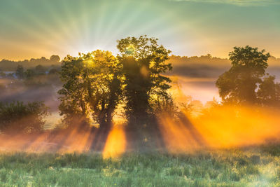 Sunlight streaming through trees on field during sunset