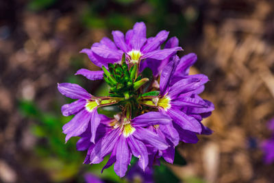 flowering plant