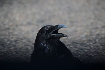 Close-up of a bird