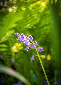 Close-up of purple flowering plant