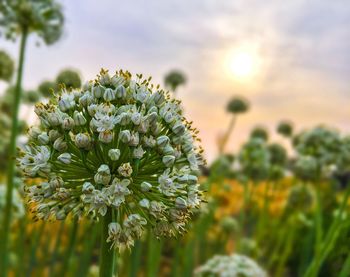 Close-up of white flowers