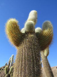 Low angle view of cactus against blue sky