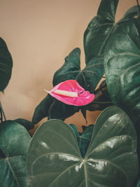 Close-up of pink leaves on plant