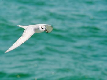 Seagull flying over sea