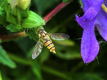 Close-up of hoverfly pollinating on purple flower.