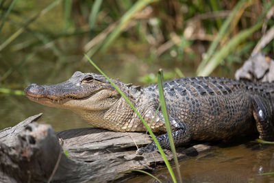 Close-up of lizard on rock