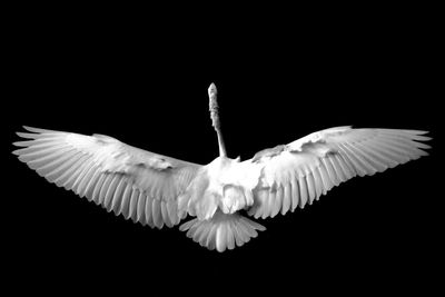 Close-up of bird flying over black background