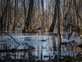 Reflection of bare trees in lake