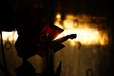 Silhouette man holding umbrella at night during sunset