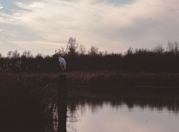 Reflection of trees in lake against sky