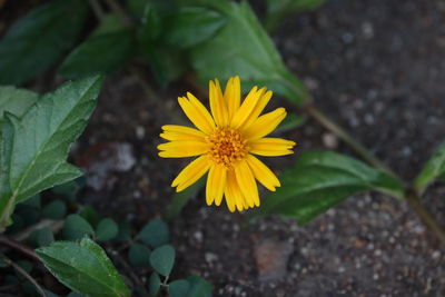 Close-up of yellow flower