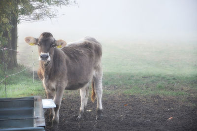 Cows standing in a field