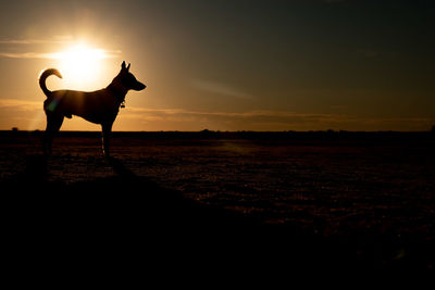 Silhouette horse standing on field against sky during sunset