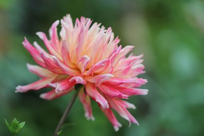 Close-up of pink flower