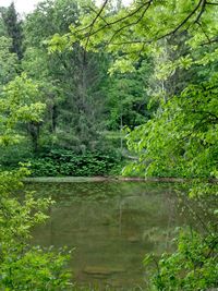 View of trees in the forest