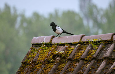 Close-up of bird perching on metal fence