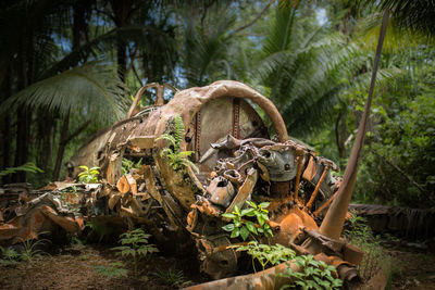 View of an animal skull on field