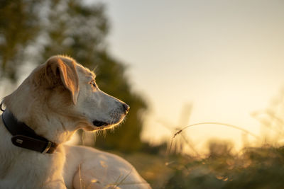 Close-up of dog looking away