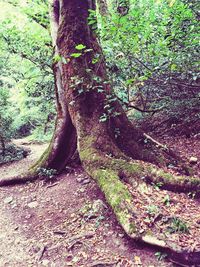 Trees growing in forest
