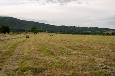 Hay field just after harvest