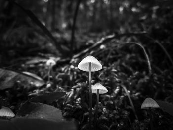 Close-up of mushroom growing outdoors