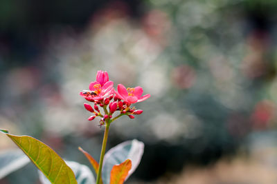 Close-up of pink flowering plant