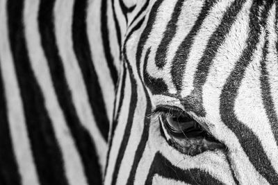 Zebra gaze