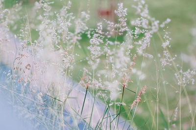 Close-up of white flowering plants on field