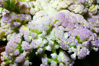 Close-up of purple flowers