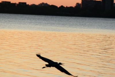 Silhouette bird on beach against sky during sunset