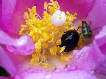 Close-up of insect pollinating on flower