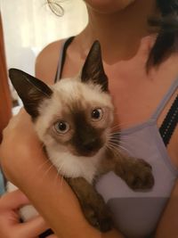 Portrait of cat with kitten