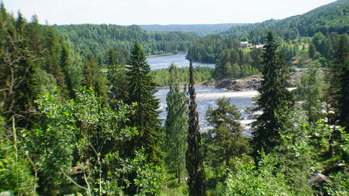 Scenic view of trees growing in forest