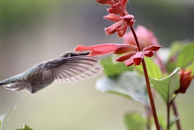 Close-up of hummingbird flying