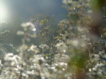 Close-up of plants against blurred water