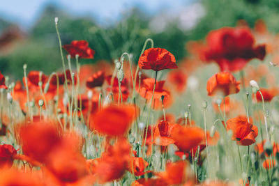 Close-up of red poppy flowers in field