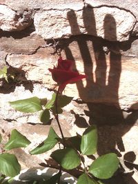 Close-up of silhouette hand on tree