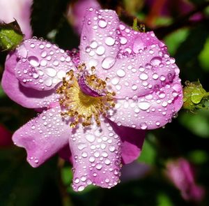 Close-up of water drops on pink rose