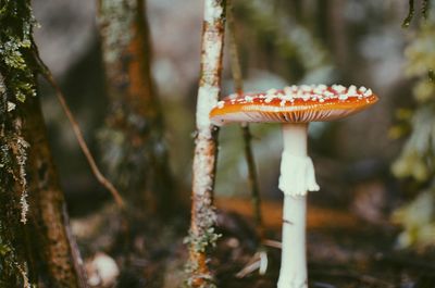 Close-up of fly agaric mushroom