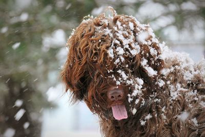 Close-up of dog during winter