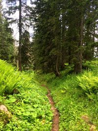 Trees growing in forest