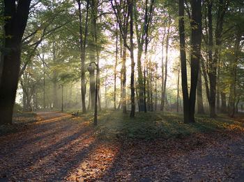 Trees in forest during autumn