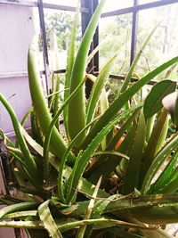 Close-up of succulent plant