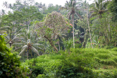 Plants growing on field