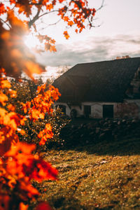 Autumn tree by building against sky during sunset