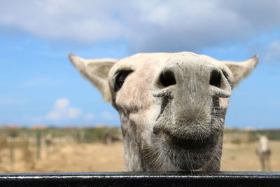 Close-up portrait of a donkey